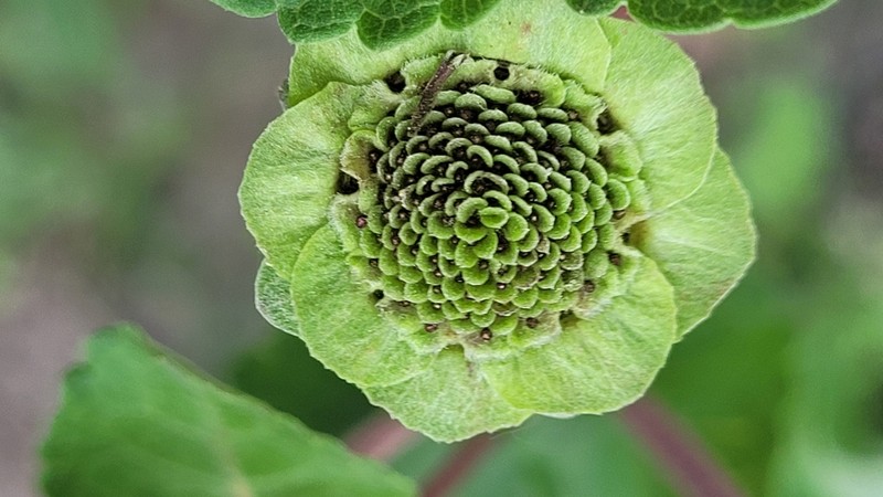 Texas Greeneyes photo 6