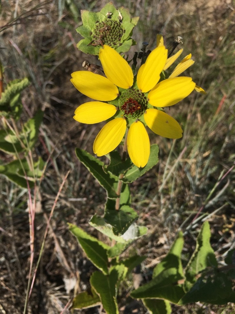 Texas Greeneyes photo 7