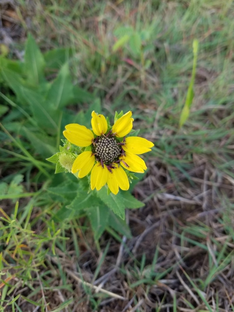 Texas Greeneyes photo 8