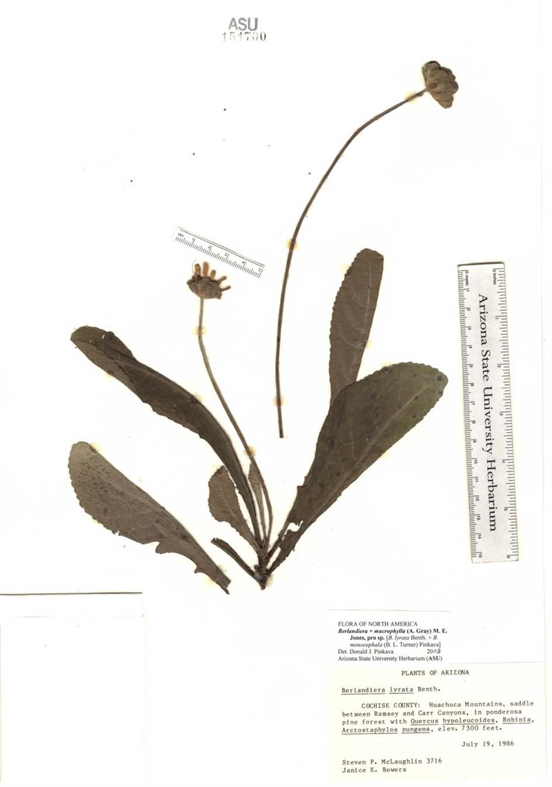 Berlandiera macrophylla photo 5