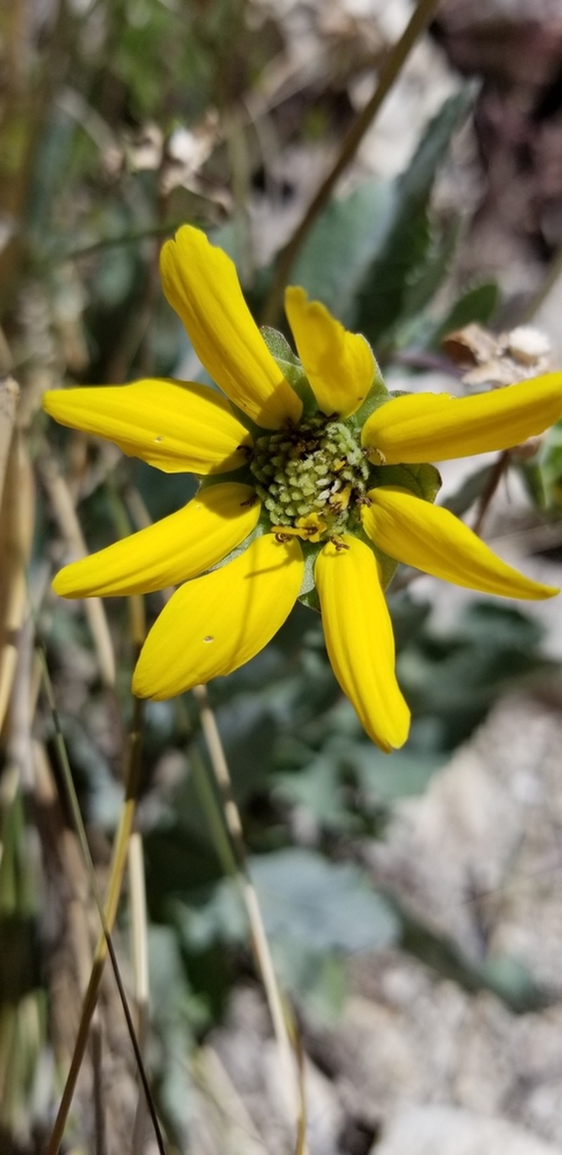 Berlandiera macvaughii photo 2