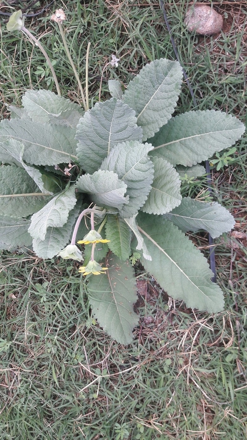 Berlandiera monocephala photo 2