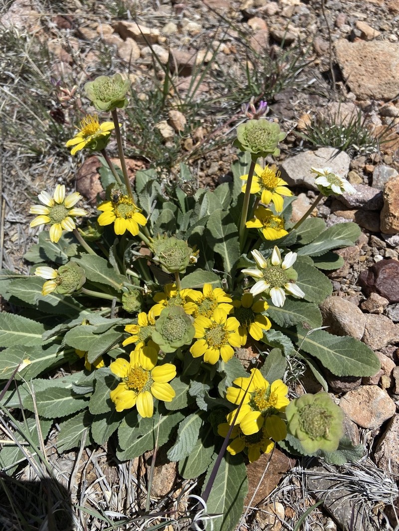 Berlandiera monocephala photo 3