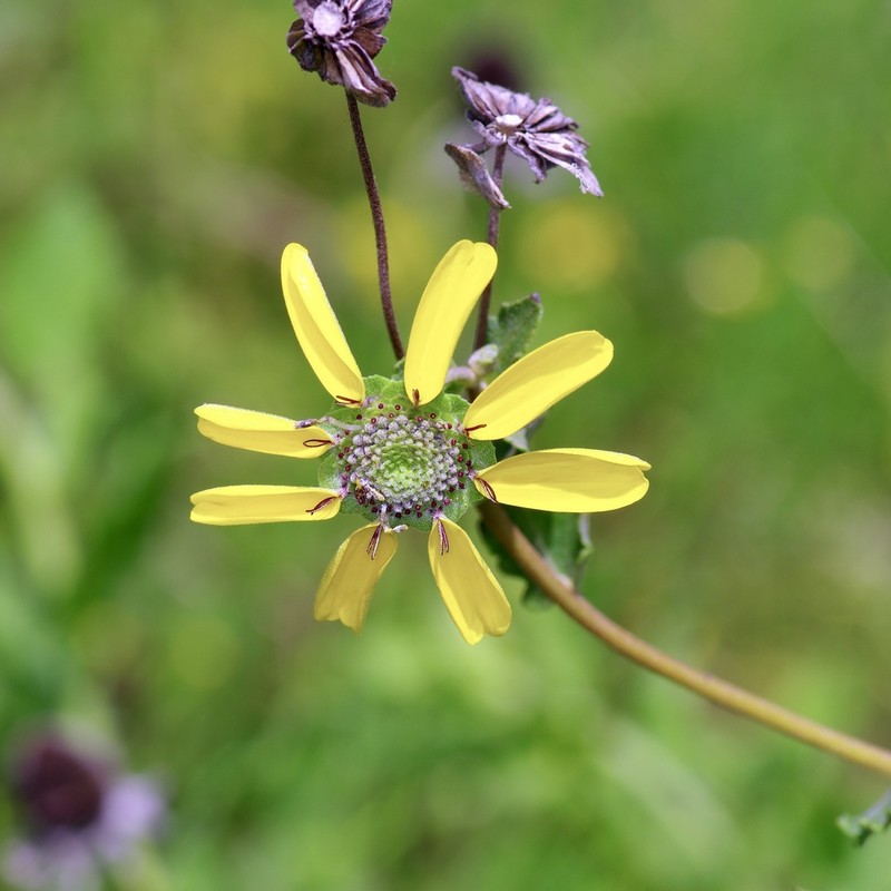 Soft Greeneyes photo 2