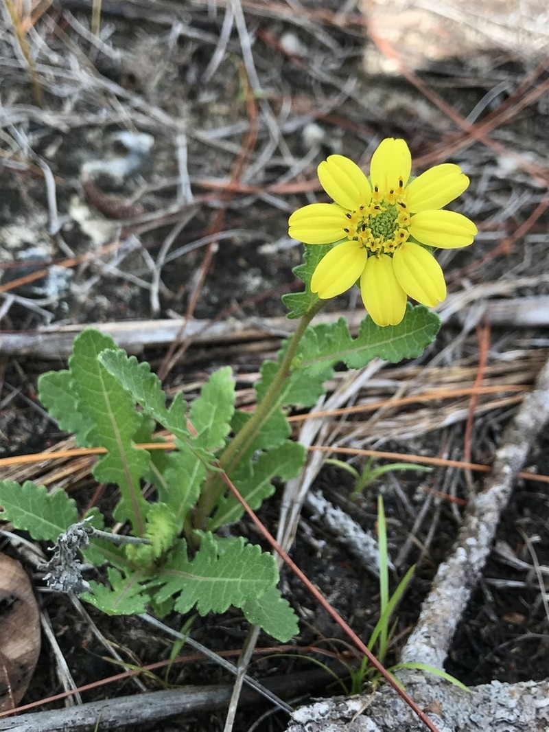 Florida Greeneyes
