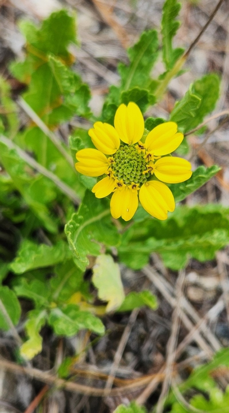 Florida Greeneyes photo 2