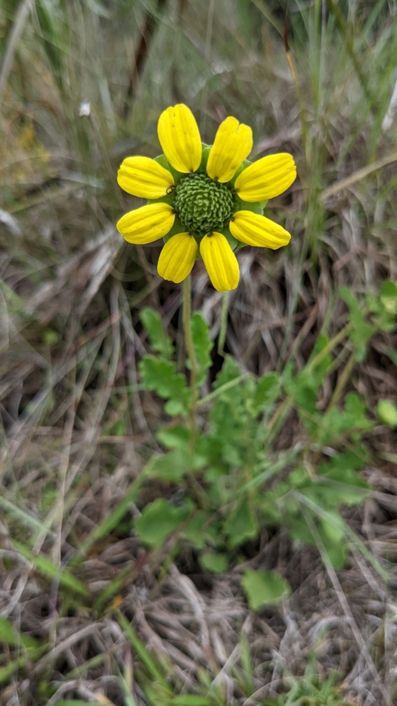 Florida Greeneyes photo 4