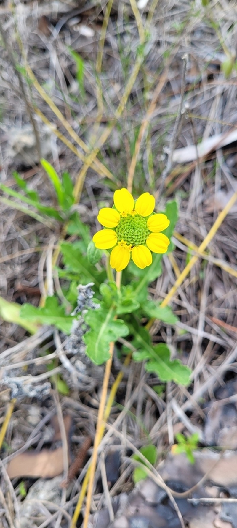 Florida Greeneyes photo 5