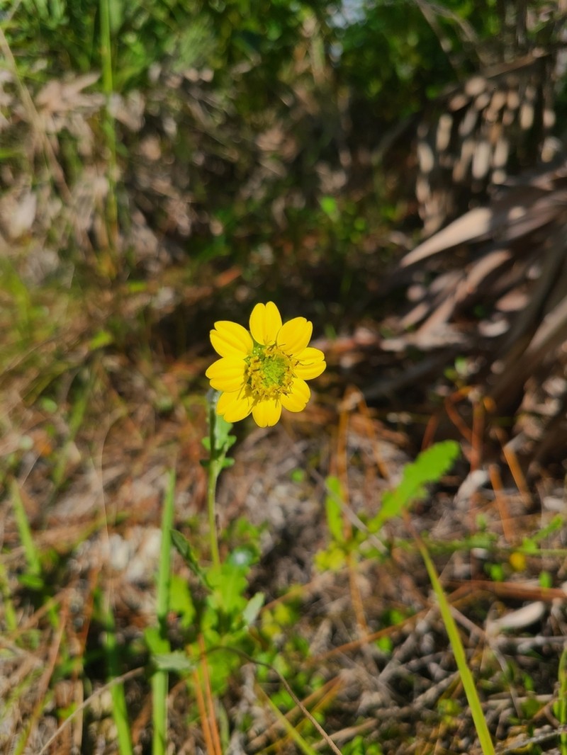 Florida Greeneyes photo 6