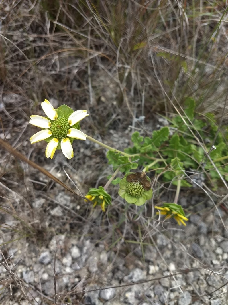 Florida Greeneyes photo 7