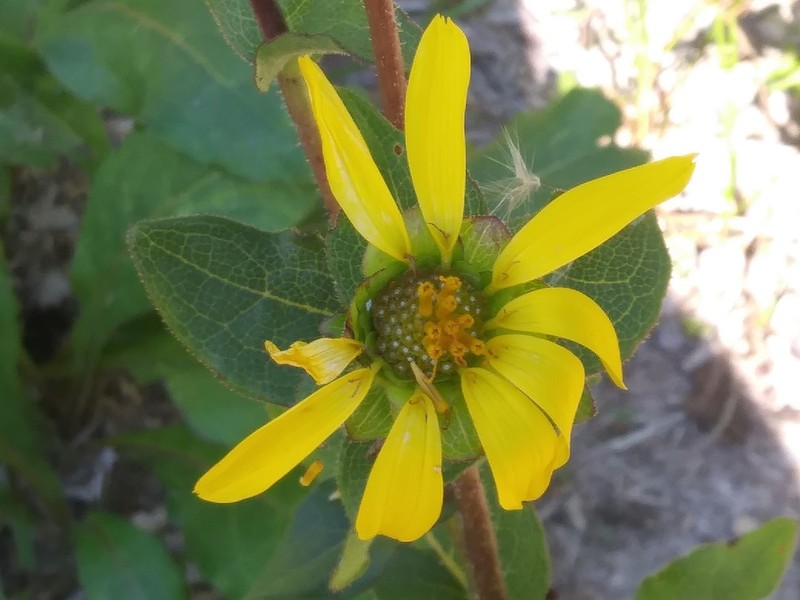 Florida Greeneyes photo 8