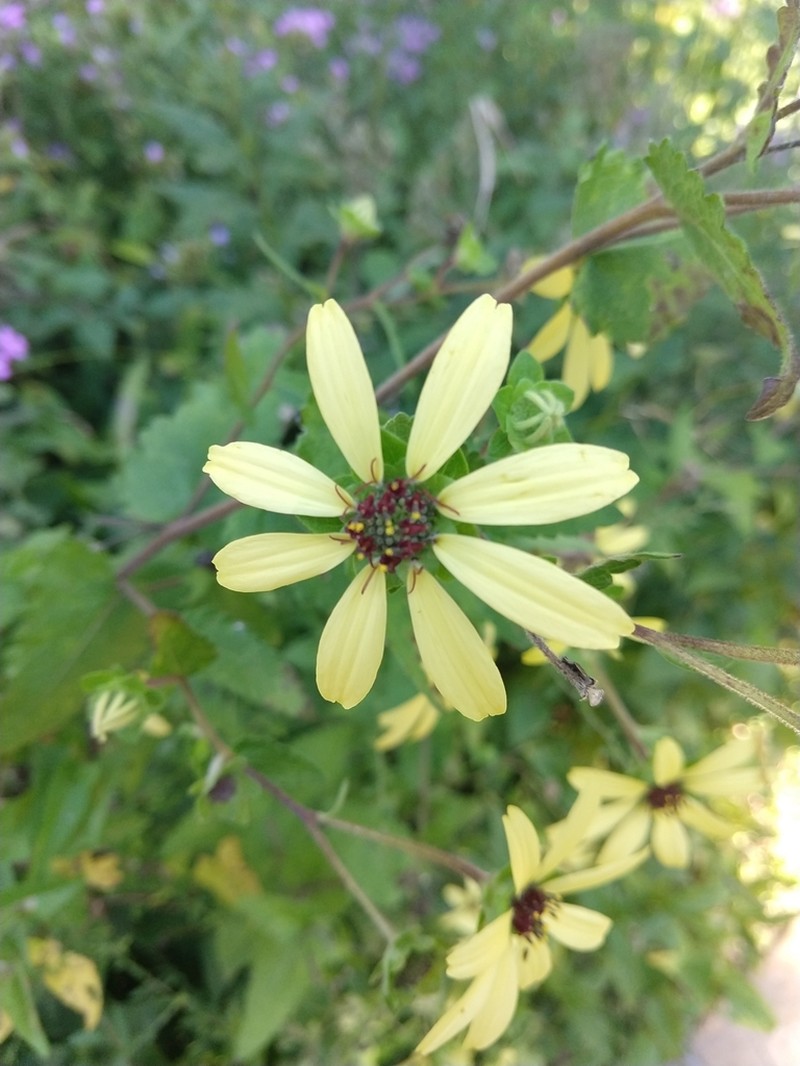 Berlandiera texana
