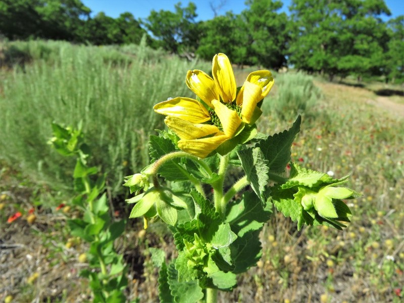 Berlandiera texana photo 2