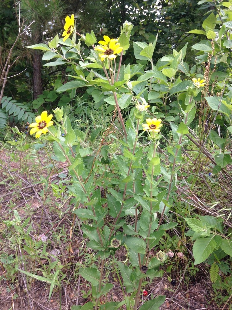 Berlandiera texana photo 3