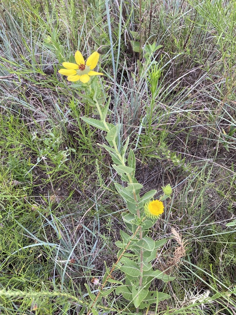 Berlandiera texana photo 4