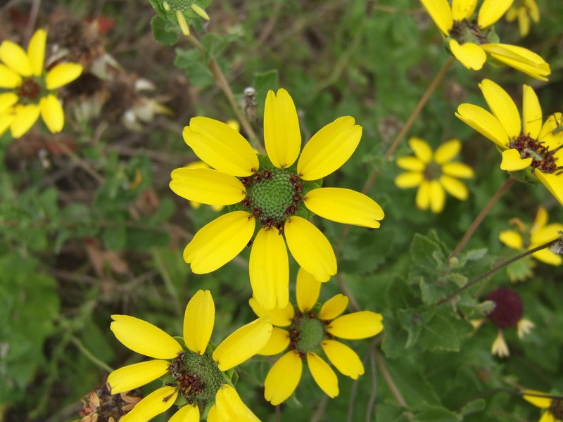 Berlandiera texana photo 5