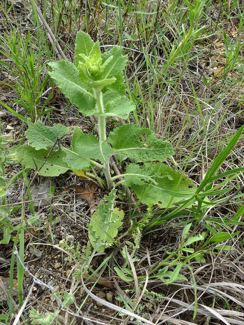 Berlandiera texana photo 6