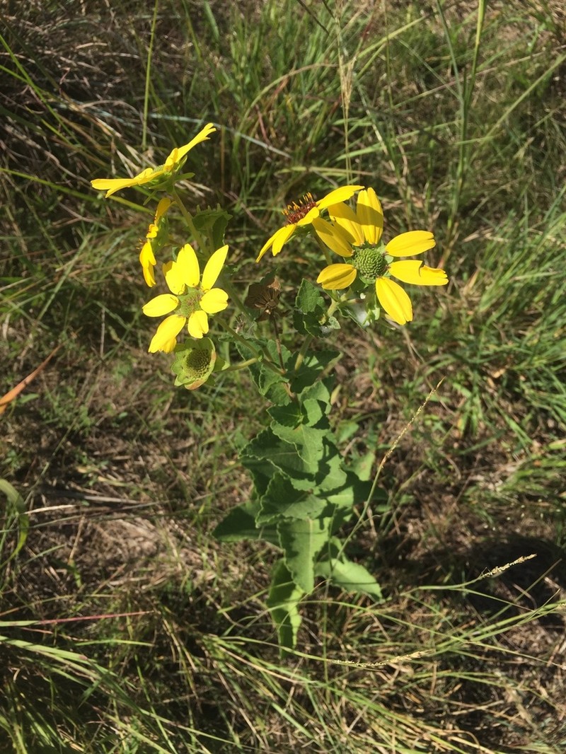 Berlandiera texana photo 7