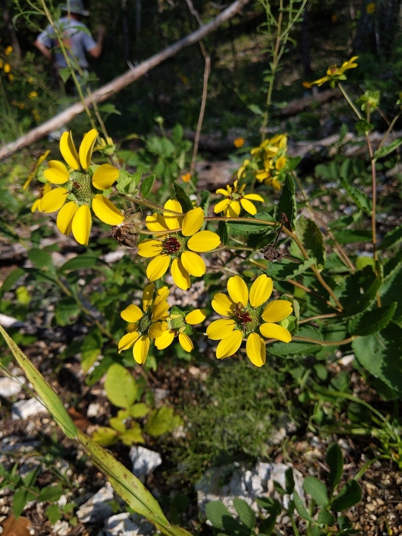 Berlandiera texana photo 8