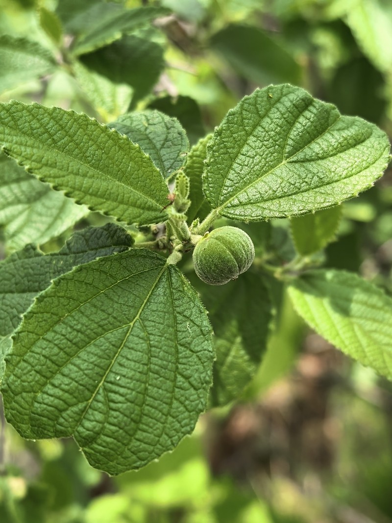 Bernardia albida