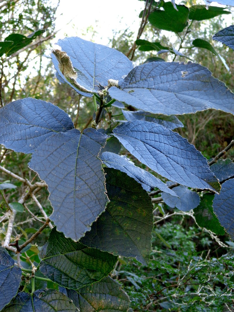 Bernardia albida photo 2