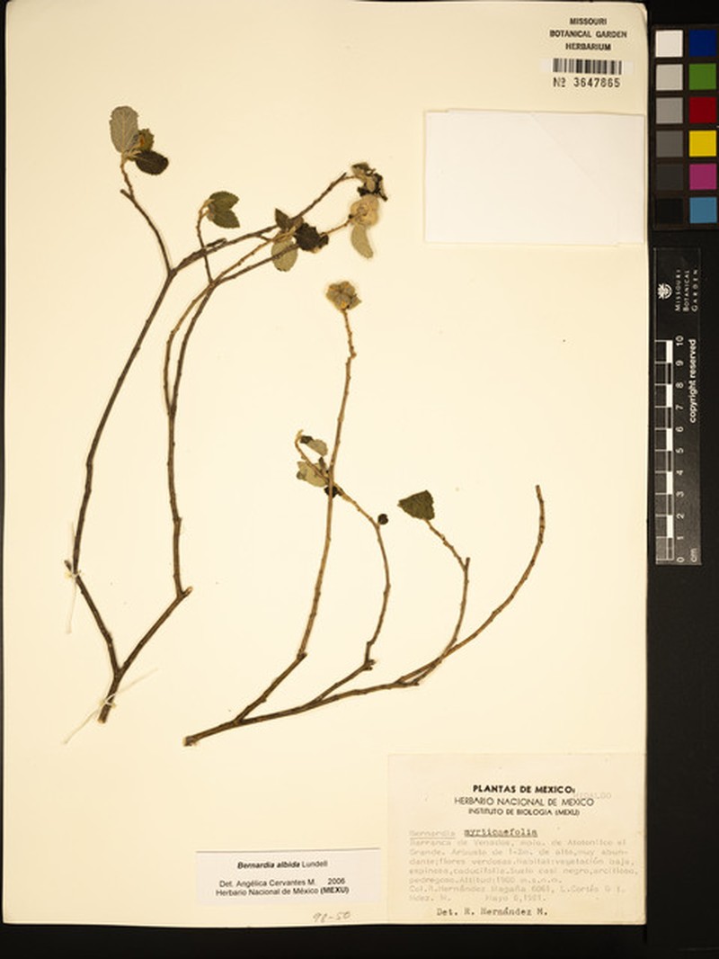 Bernardia albida photo 3