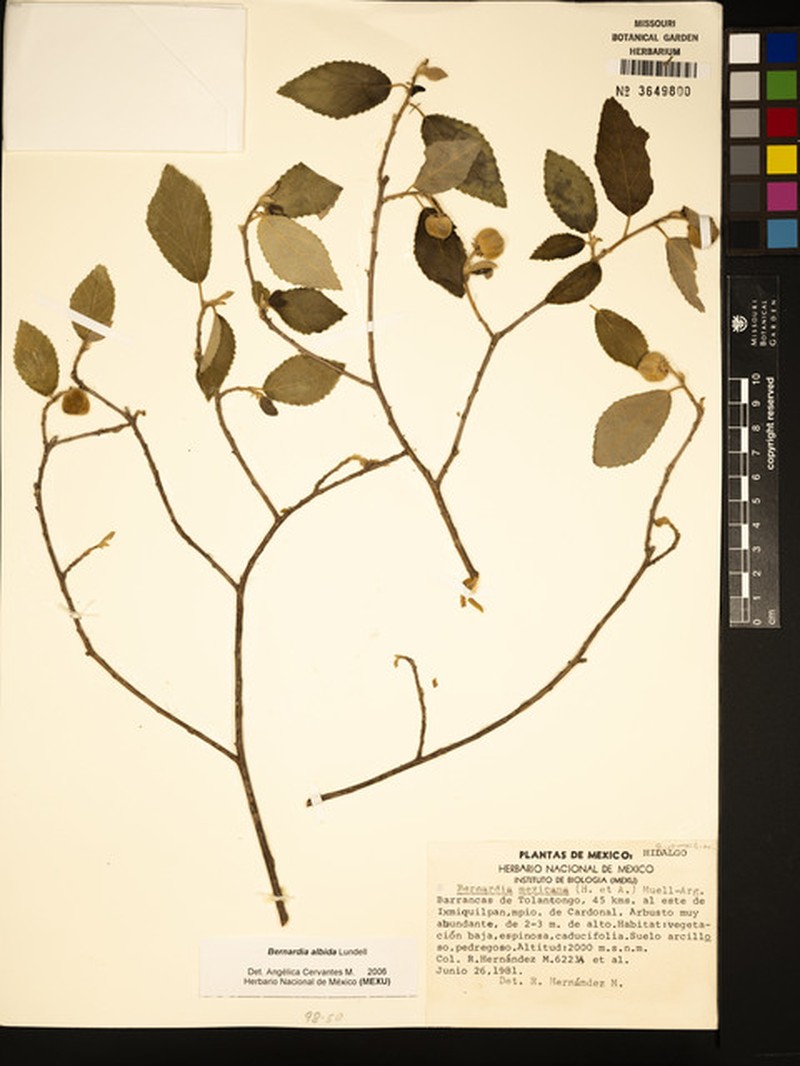 Bernardia albida photo 4