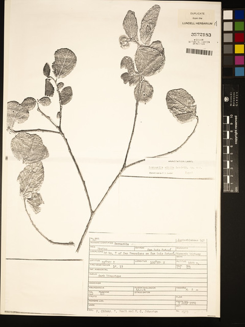 Bernardia albida photo 5