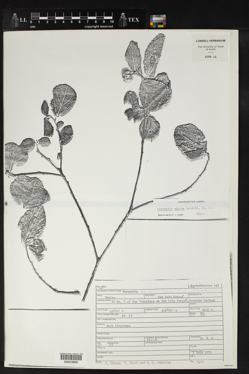 Bernardia albida photo 6