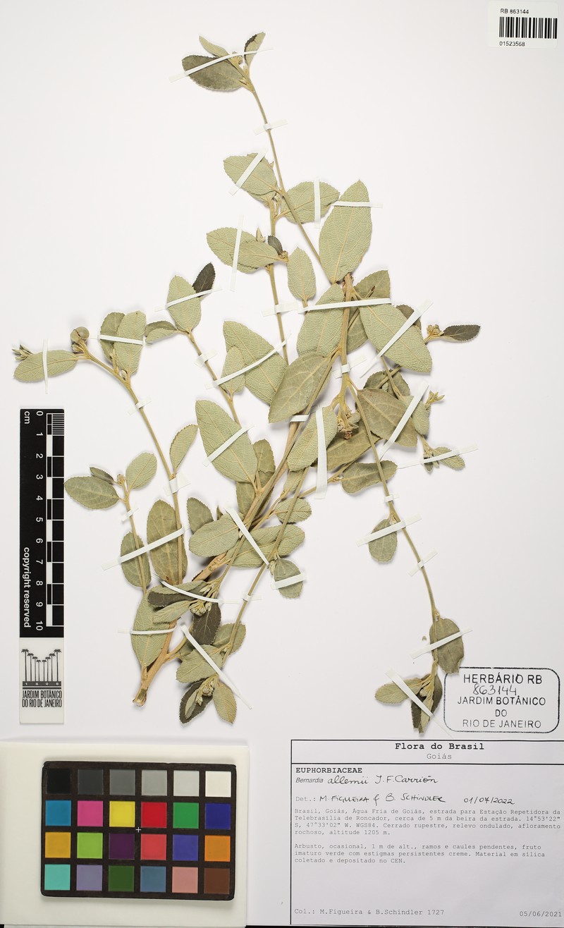 Bernardia allemii