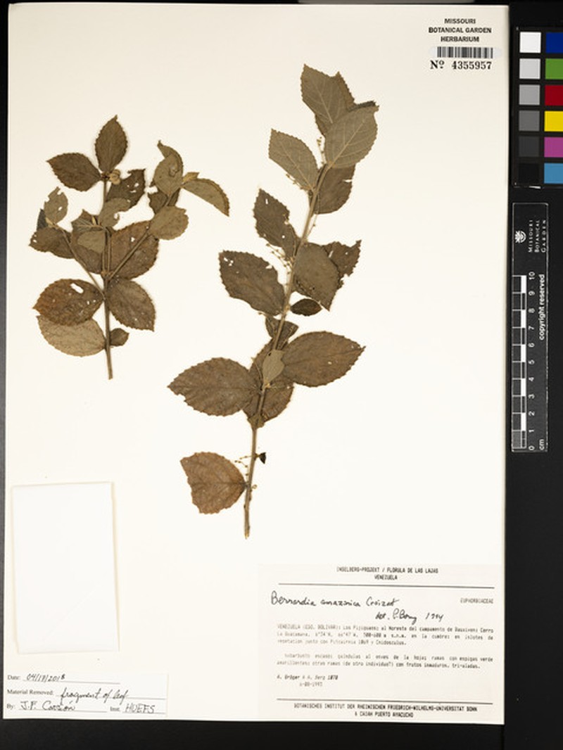 Bernardia amazonica