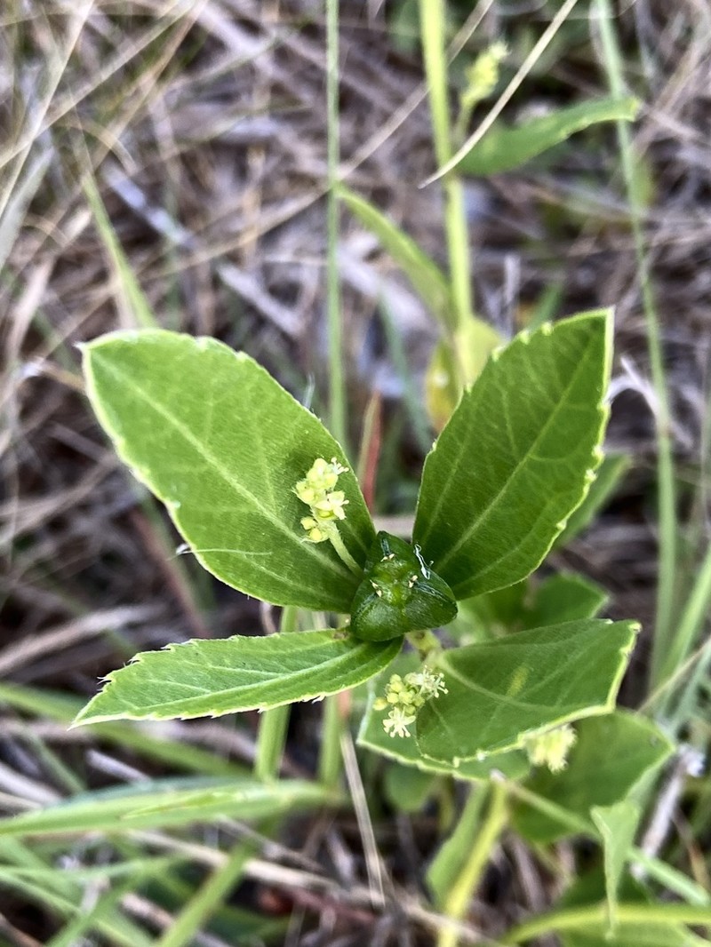 Bernardia argentinensis