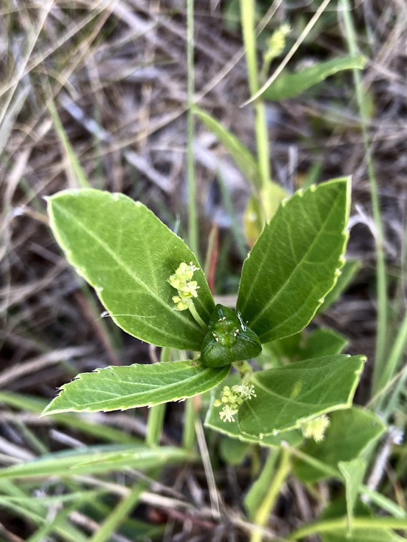 Bernardia argentinensis photo 2