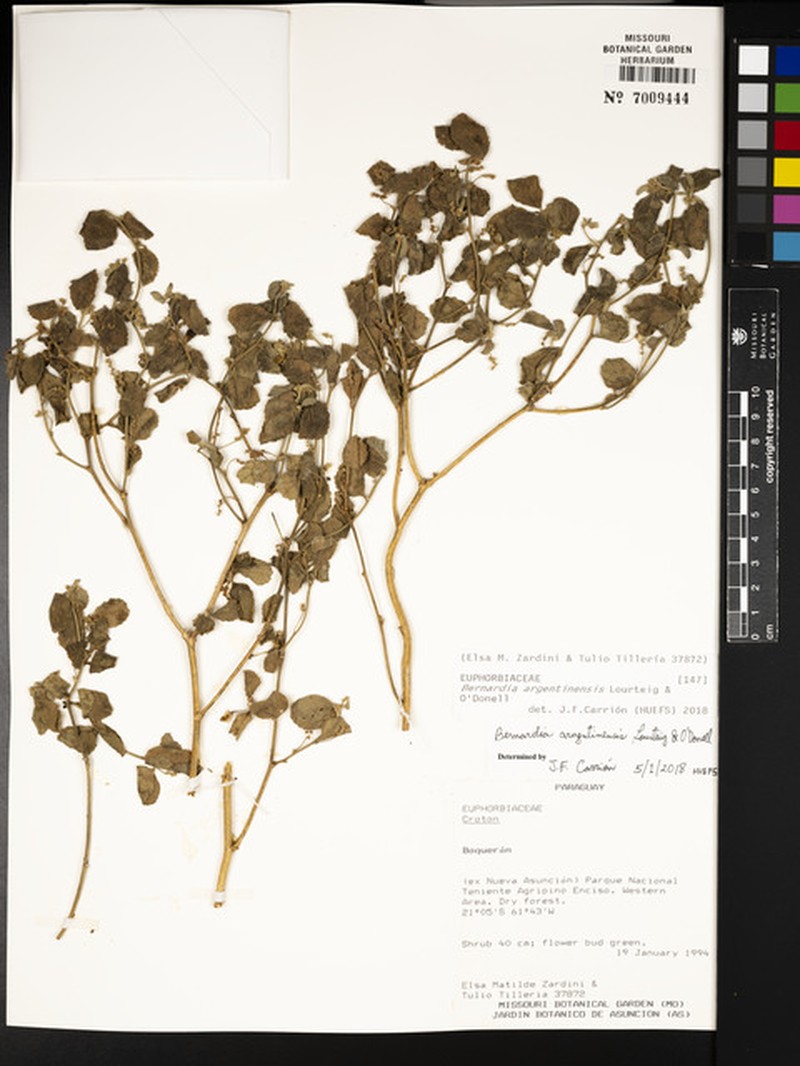 Bernardia argentinensis photo 3
