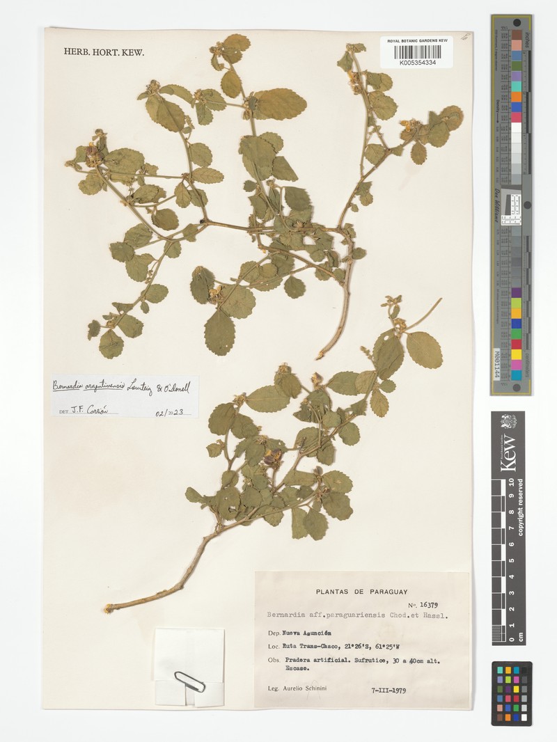 Bernardia argentinensis photo 4