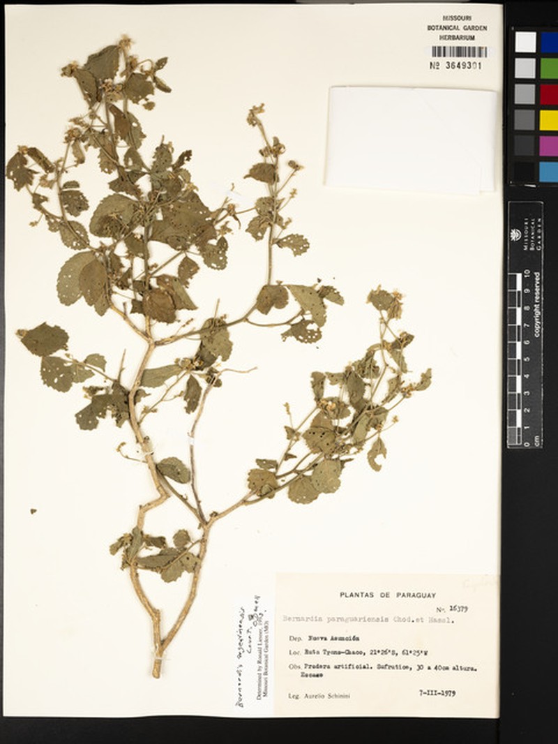 Bernardia argentinensis photo 5