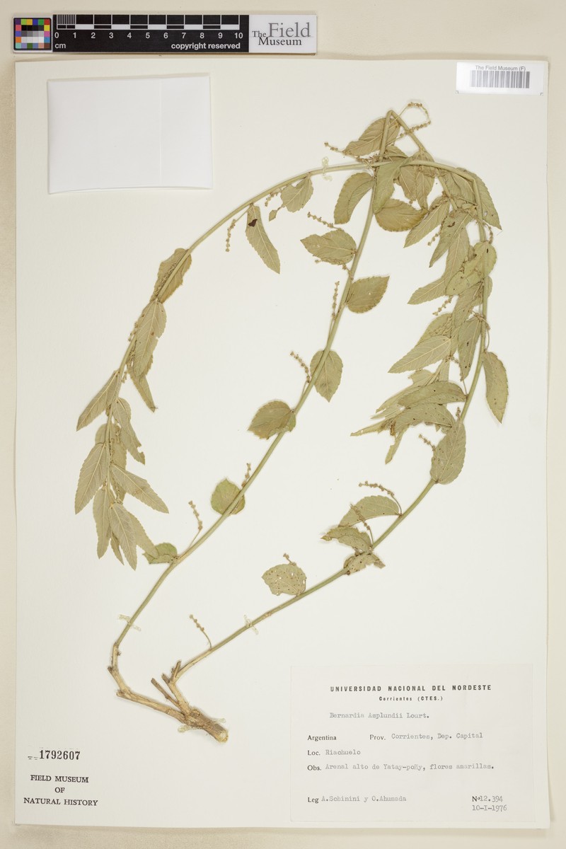 Bernardia asplundii