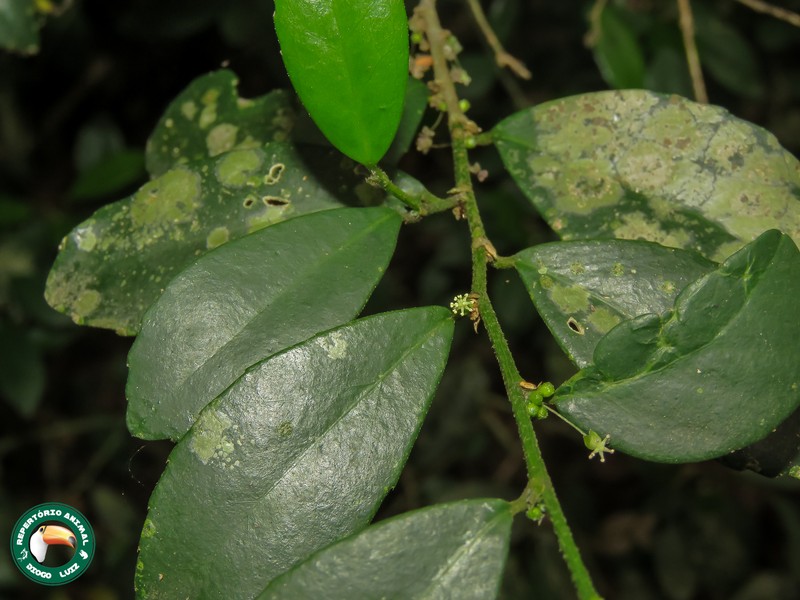 Bernardia axillaris photo 2