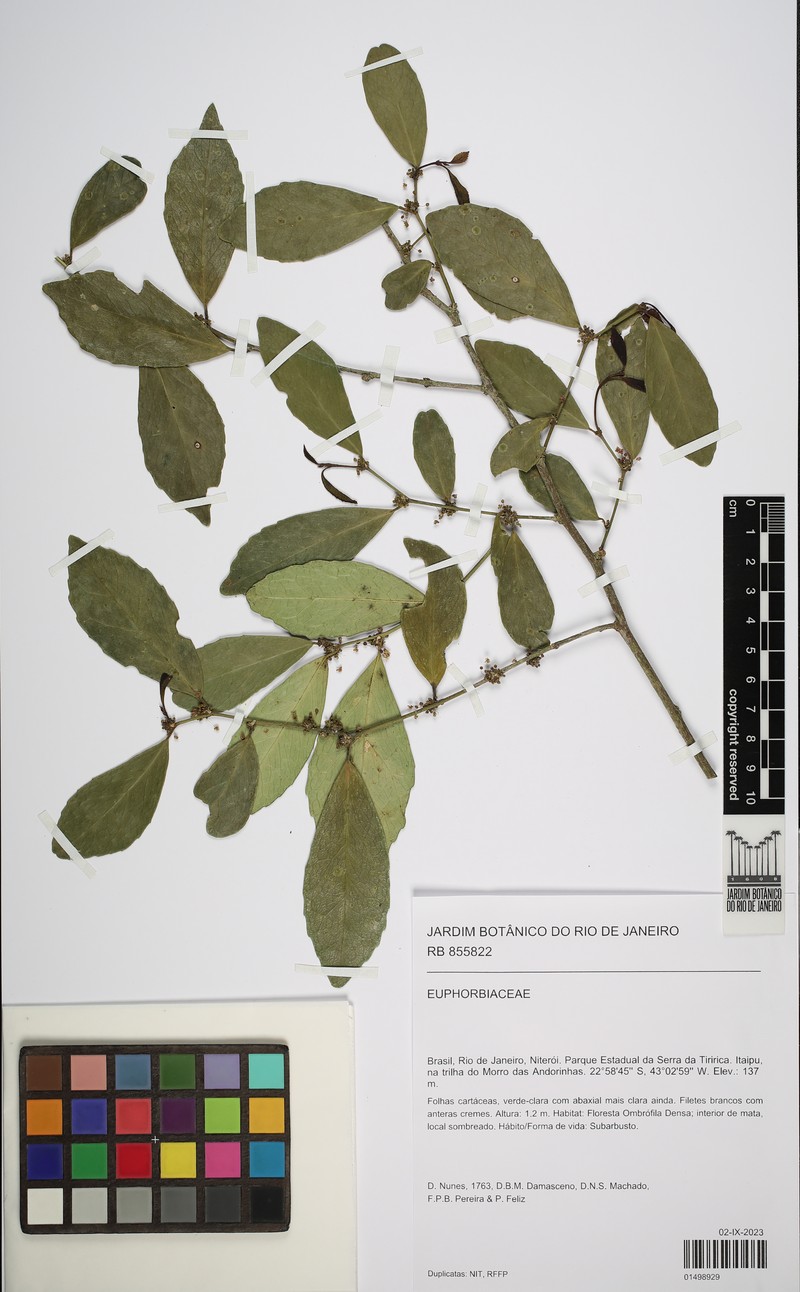 Bernardia axillaris photo 3