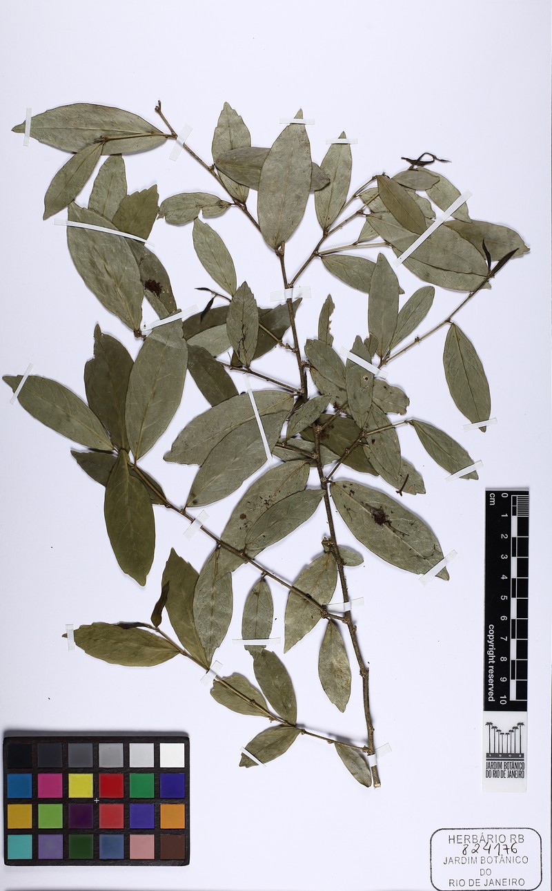 Bernardia axillaris photo 4