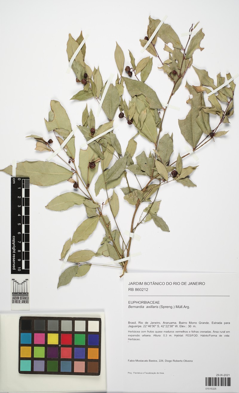 Bernardia axillaris photo 5