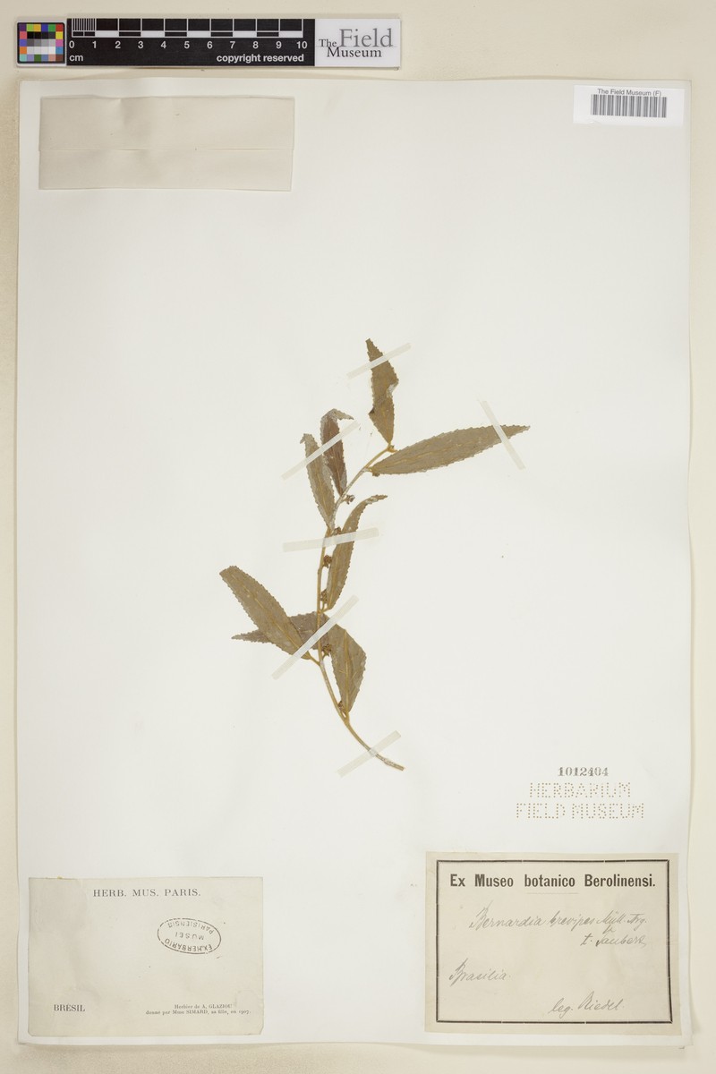 Bernardia brevipes