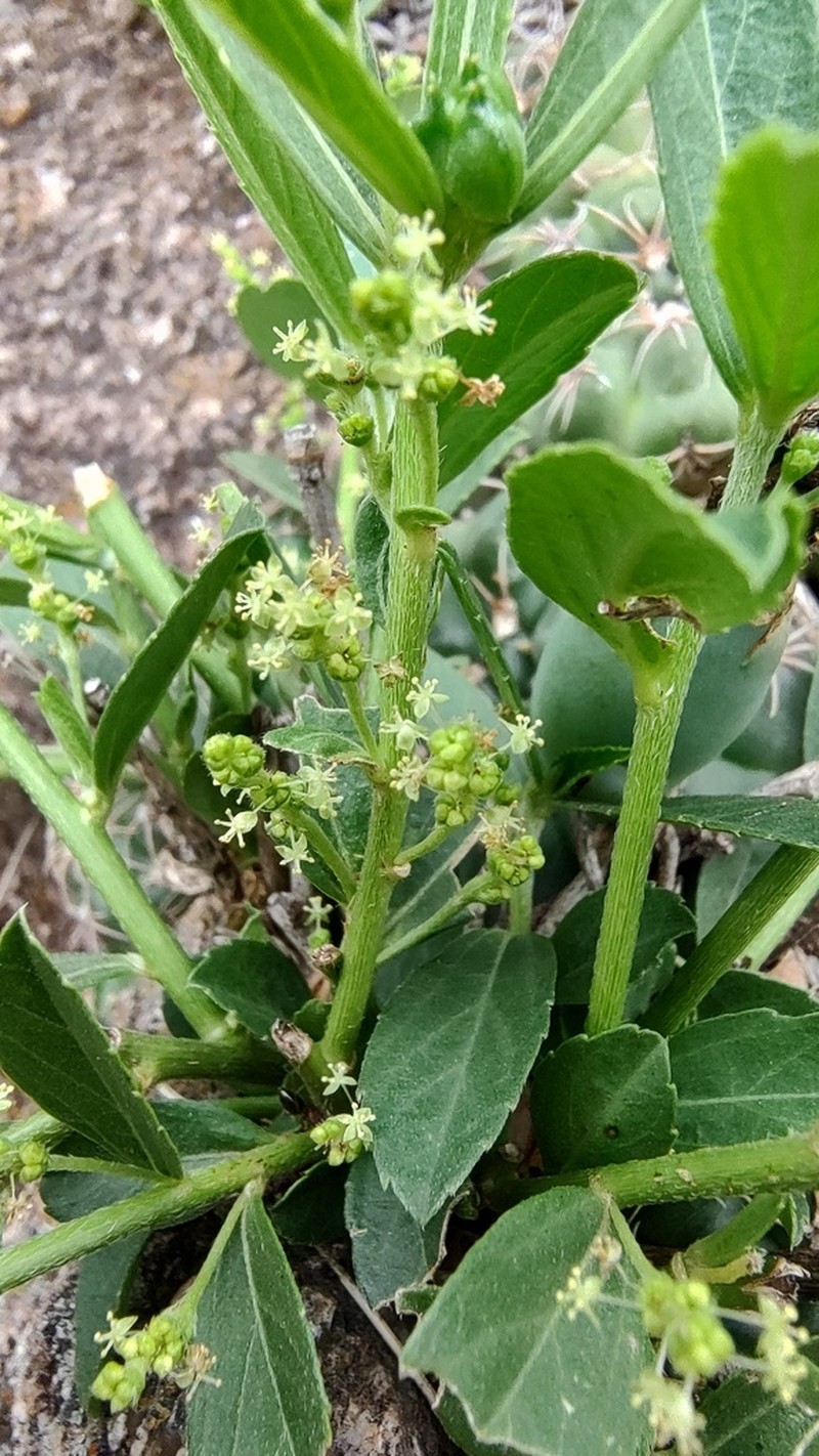 Bernardia caperoniifolia