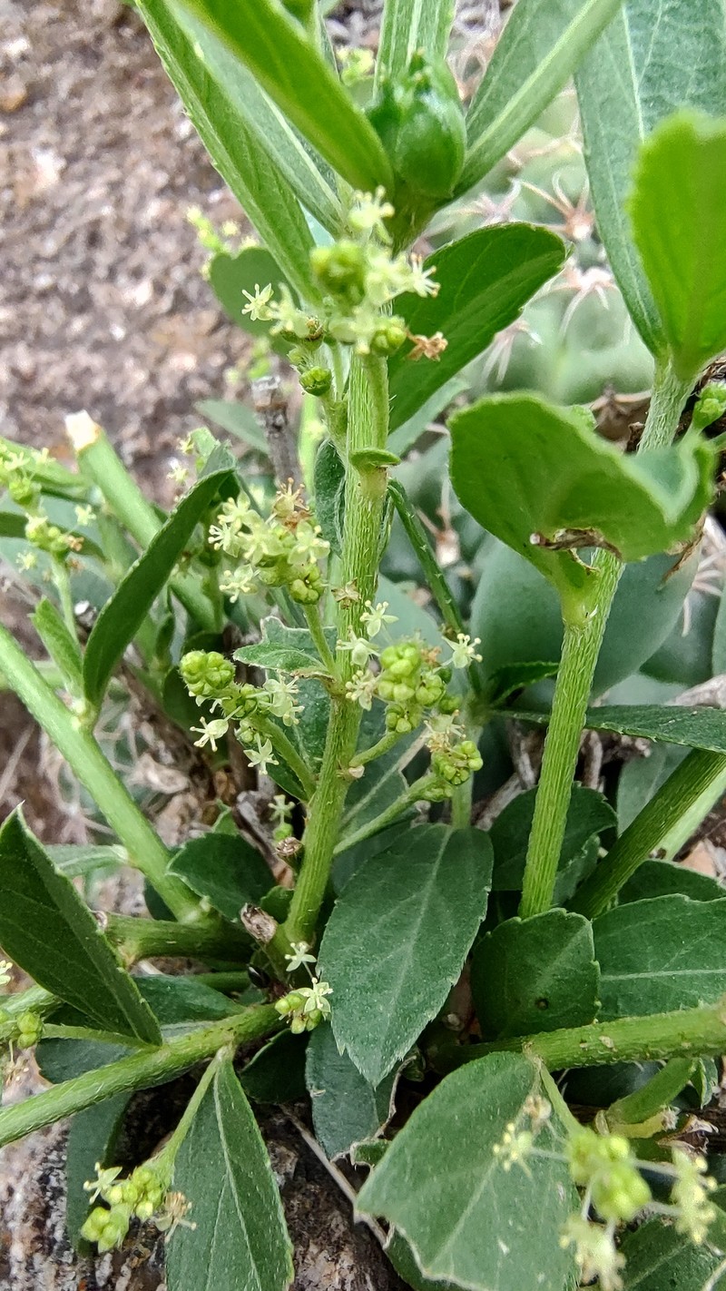 Bernardia caperoniifolia photo 2