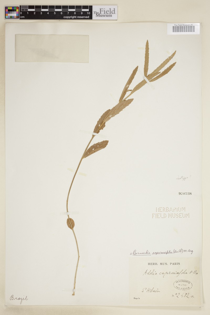 Bernardia caperoniifolia photo 3