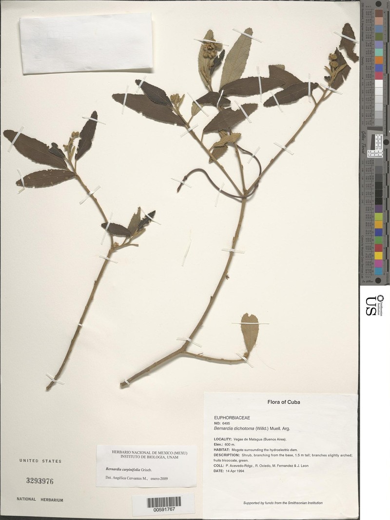 Bernardia carpinifolia