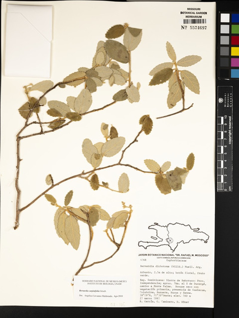 Bernardia carpinifolia photo 2
