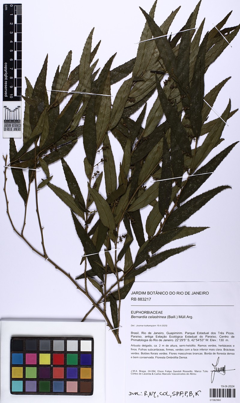 Bernardia celastrinea photo 3