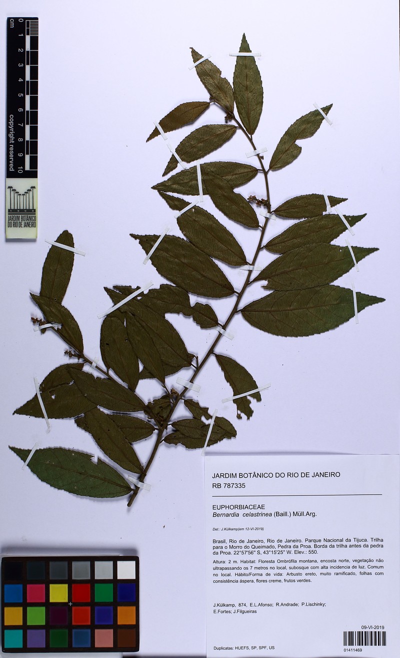Bernardia celastrinea photo 5