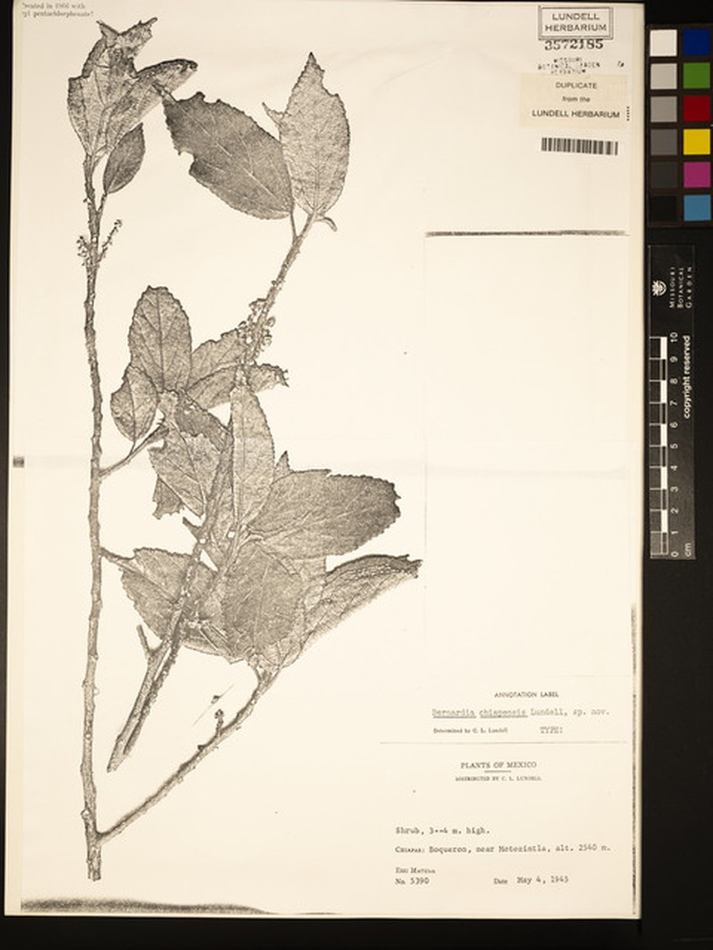Bernardia chiapensis